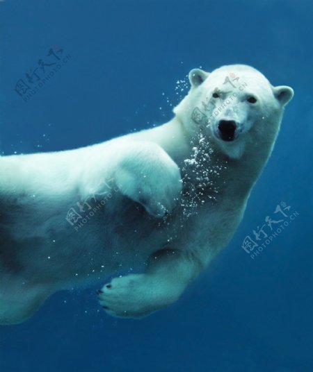 水中的北极熊
