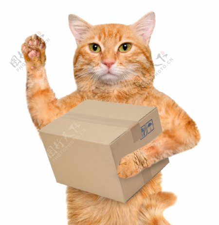 抱着箱子的小猫