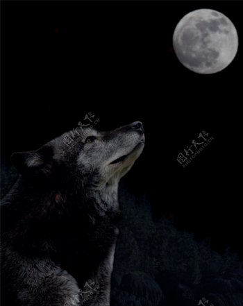 看月亮的狼