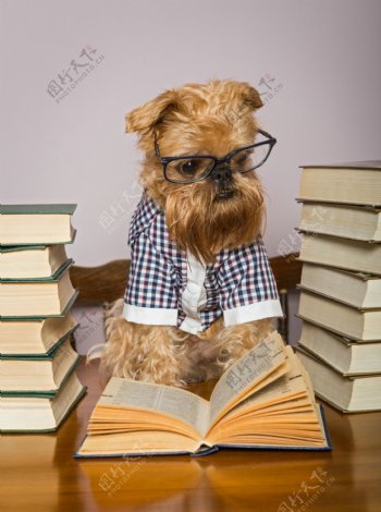 戴眼镜看书的小狗