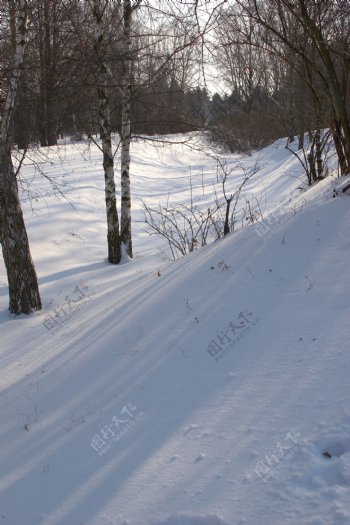 树林里的白雪