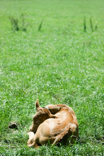 草地上睡觉的牛