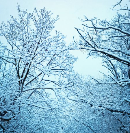 冬天树枝上的雪