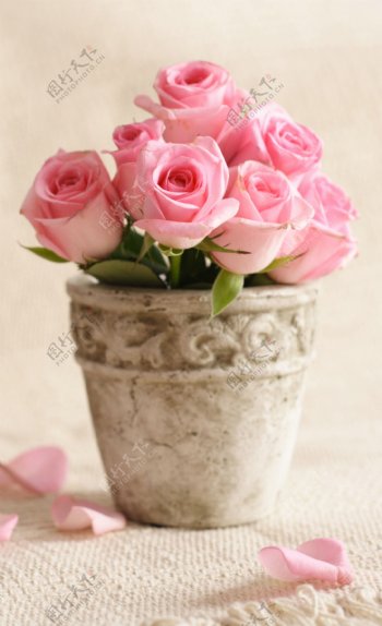 花盆里的玫瑰花