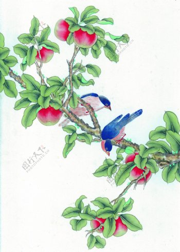 果树上的两只小鸟图片
