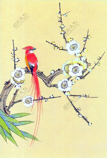 梅花与红色小鸟图片