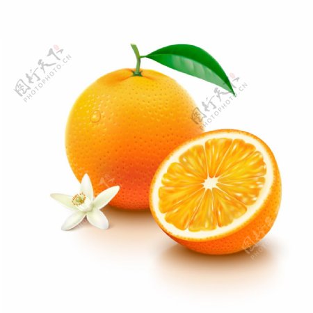 写实橙子