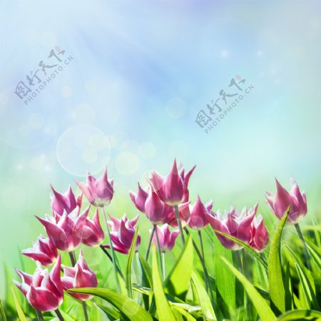 美丽花卉背景图片