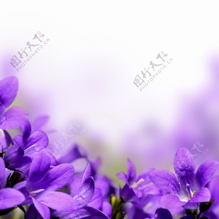 紫色风铃草背景图片