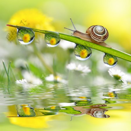 蜗牛与水珠图片
