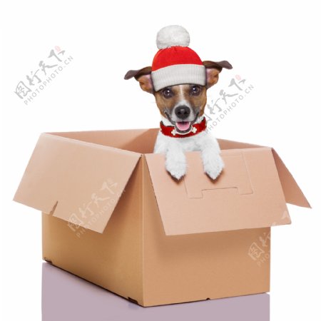 站在盒子里的小狗