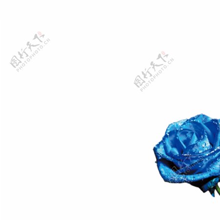 蓝色妖姬玫瑰