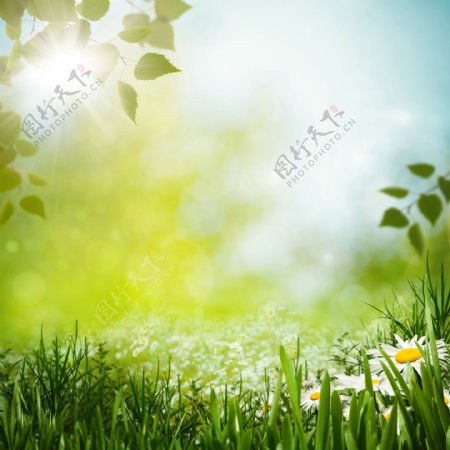 春天绿草主题图片
