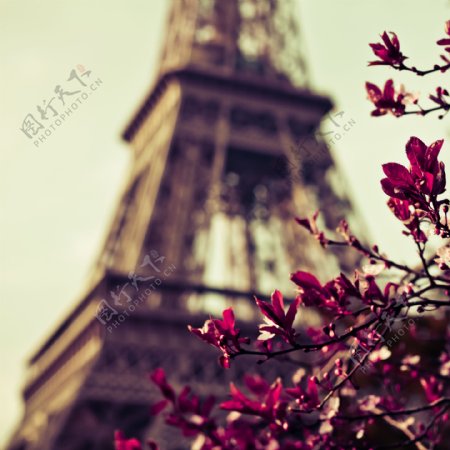 埃菲尔铁塔与鲜花图片