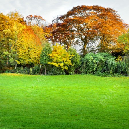 草地与秋天树木风景