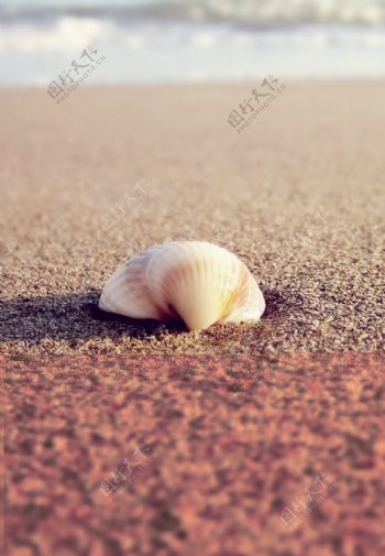 海边贝壳唯美