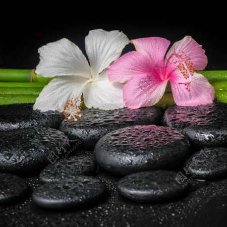 水珠能量石与兰花图片
