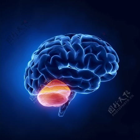 大脑脑垂体器官图片