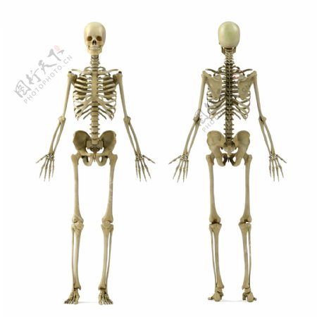 骨架骨骼图片