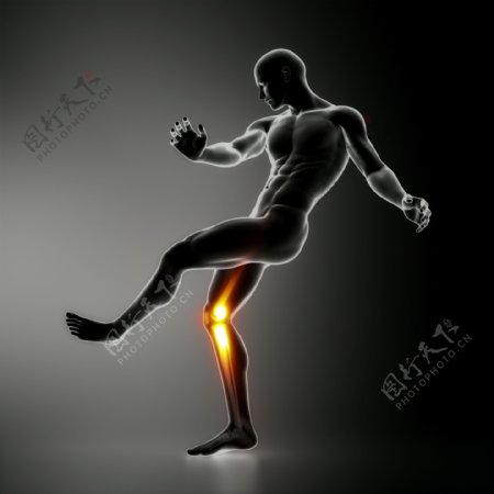 男性人体膝关节器官图片