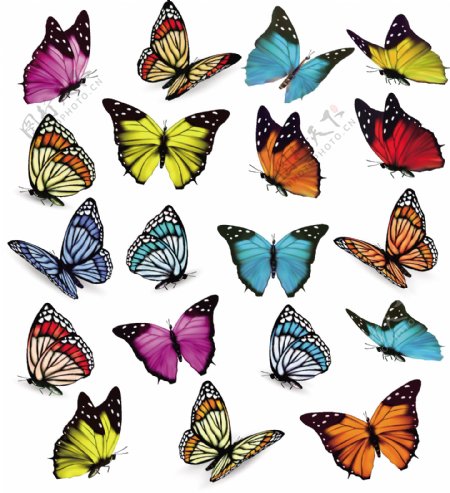 各种姿态颜色的蝴蝶