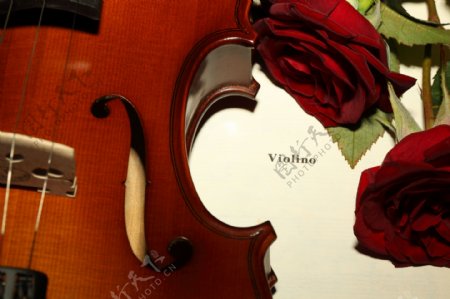 玫瑰花与小提琴特写图片