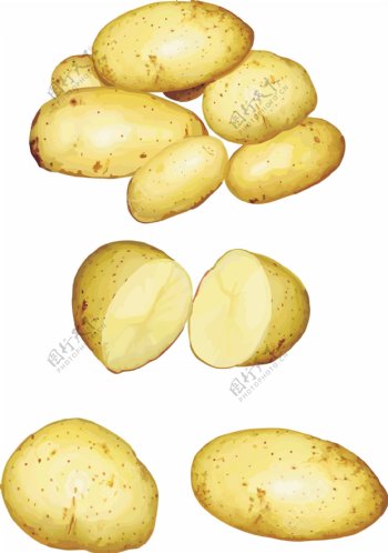 一堆逼真的矢量土豆