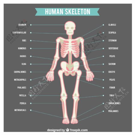 人体骨骼与身体部位名称