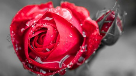 水滴红色玫瑰花图片