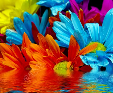 水上彩色菊花图片
