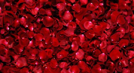 鲜艳红色玫瑰花瓣图片