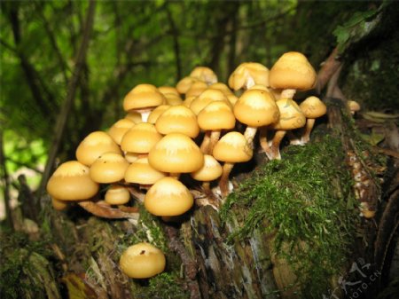神秘的蘑菇