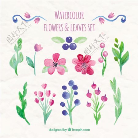 水彩画的花和叶
