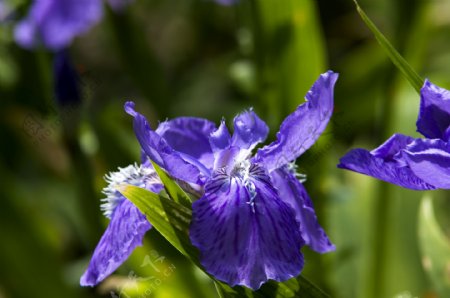 紫色鸢尾花卉