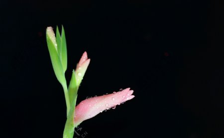 粉色唐菖蒲花卉