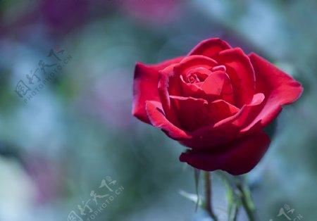 娇艳的红玫瑰