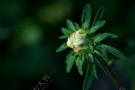 淡雅千日菊花卉