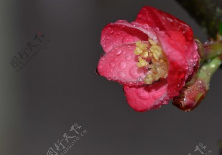 粉嫩的贴梗海棠花卉