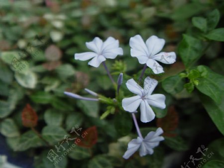 热情的花