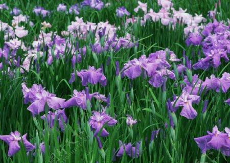 神秘的紫色花丛