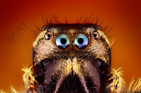 昆虫类眼睛微距