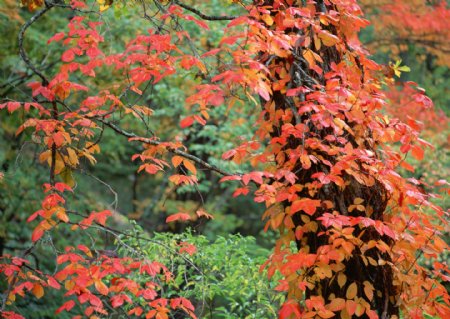 秋季红叶和湖水