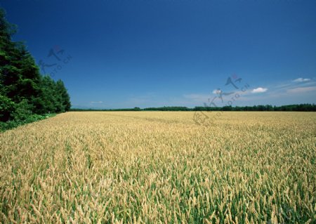 麦地丰收