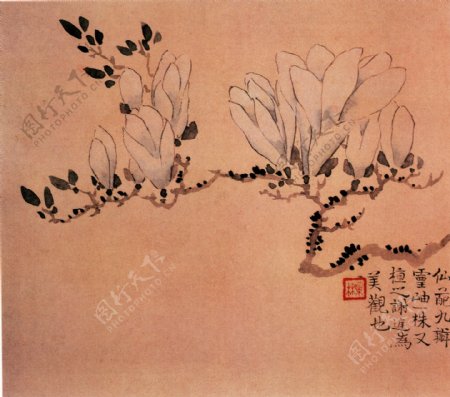 花卉图b花鸟画中国古画0468