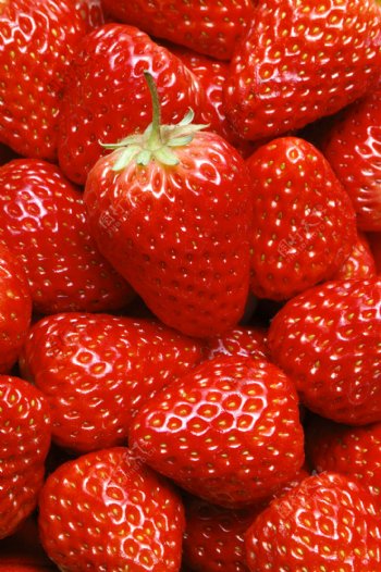 草莓057