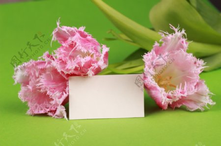 花朵与卡片图片