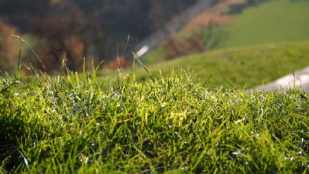 春天绿色小草风景图片