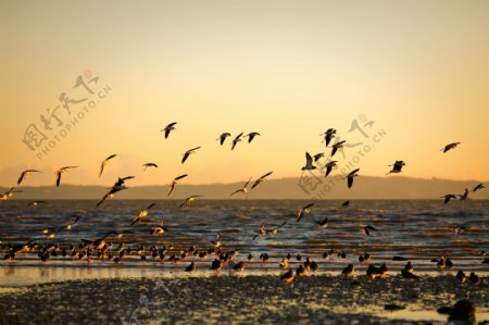 黄昏海边海鸥美景图片