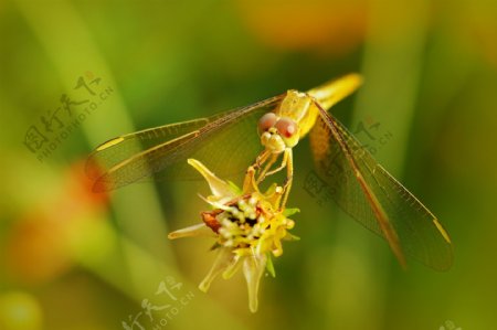 黄色蜻蜓图片