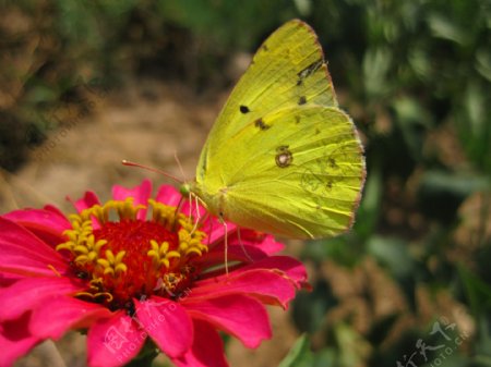 红花上的黄蝴蝶图片
